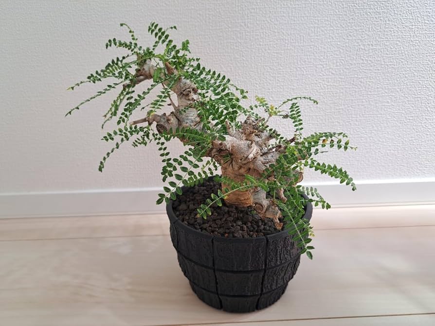 ボスウェリア ネグレクタ 現地球 【公式通販】